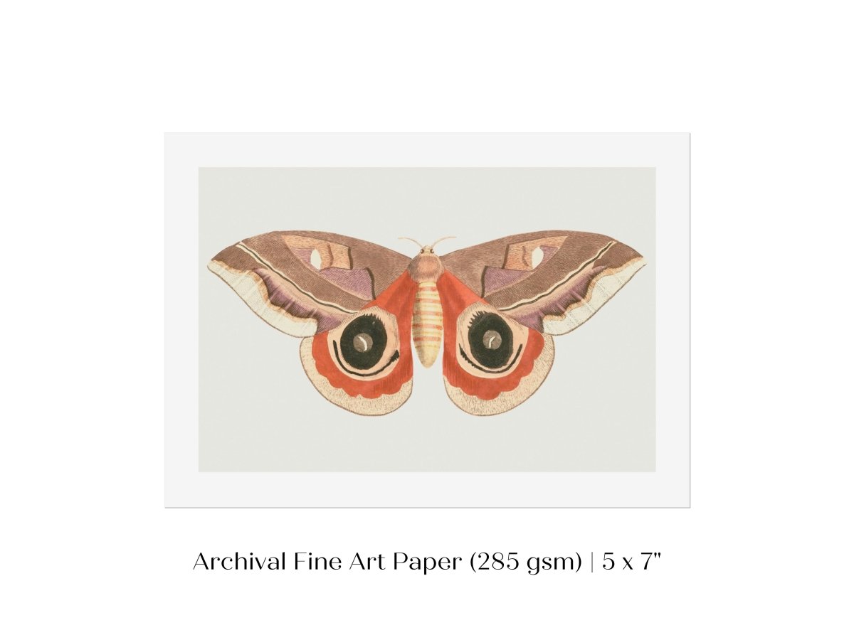 Moth Illustration | P80 - Single Art Prints - Piccolo Fiore Prints