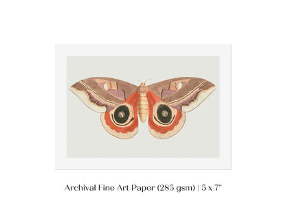 Moth Illustration | P80 - Single Art Prints - Piccolo Fiore Prints