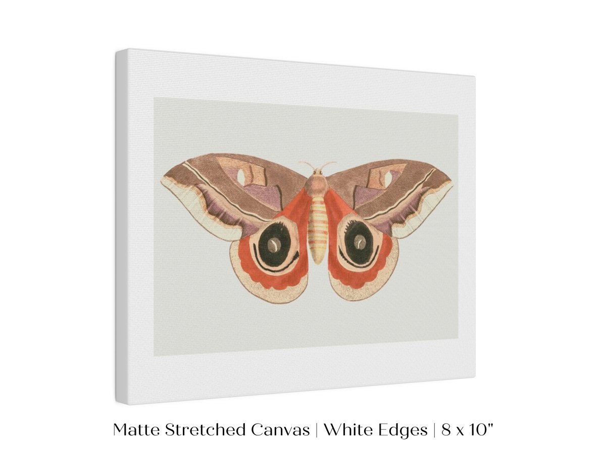 Moth Illustration | P80 - Single Art Prints - Piccolo Fiore Prints