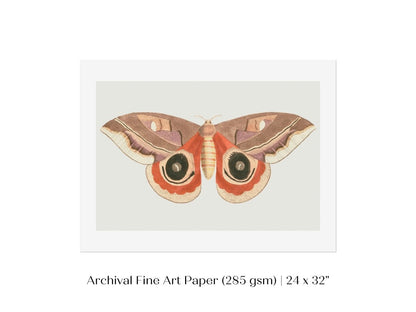 Moth Illustration | P80 - Single Art Prints - Piccolo Fiore Prints