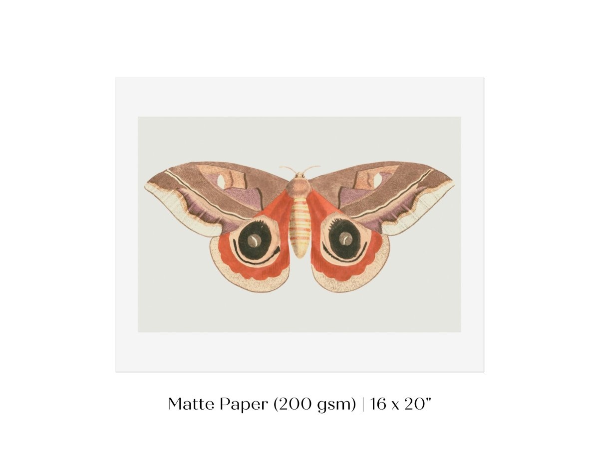 Moth Illustration | P80 - Single Art Prints - Piccolo Fiore Prints