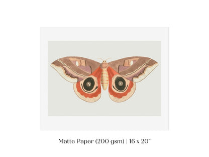 Moth Illustration | P80 - Single Art Prints - Piccolo Fiore Prints