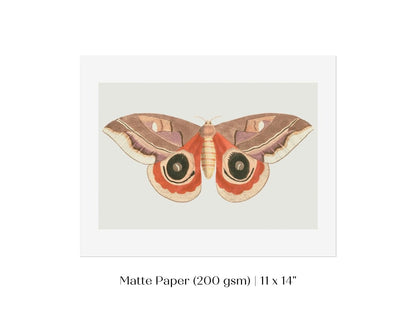 Moth Illustration | P80 - Single Art Prints - Piccolo Fiore Prints