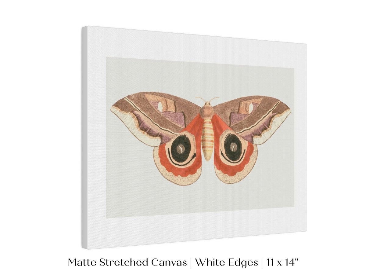 Moth Illustration | P80 - Single Art Prints - Piccolo Fiore Prints