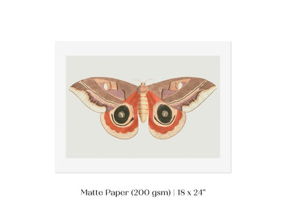 Moth Illustration | P80 - Single Art Prints - Piccolo Fiore Prints