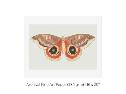 Moth Illustration | P80 - Single Art Prints - Piccolo Fiore Prints