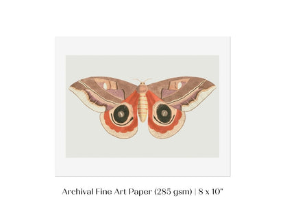 Moth Illustration | P80 - Single Art Prints - Piccolo Fiore Prints