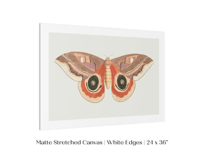 Moth Illustration | P80 - Single Art Prints - Piccolo Fiore Prints