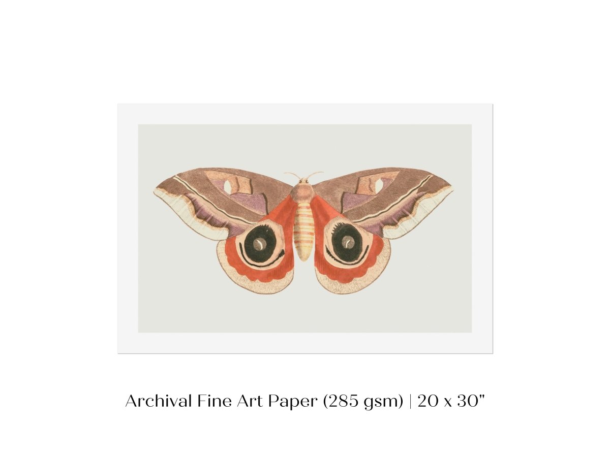 Moth Illustration | P80 - Single Art Prints - Piccolo Fiore Prints