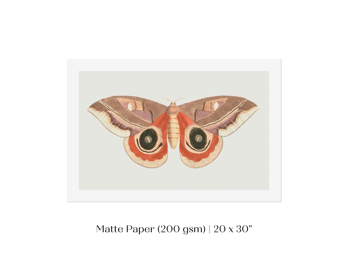 Moth Illustration | P80 - Single Art Prints - Piccolo Fiore Prints