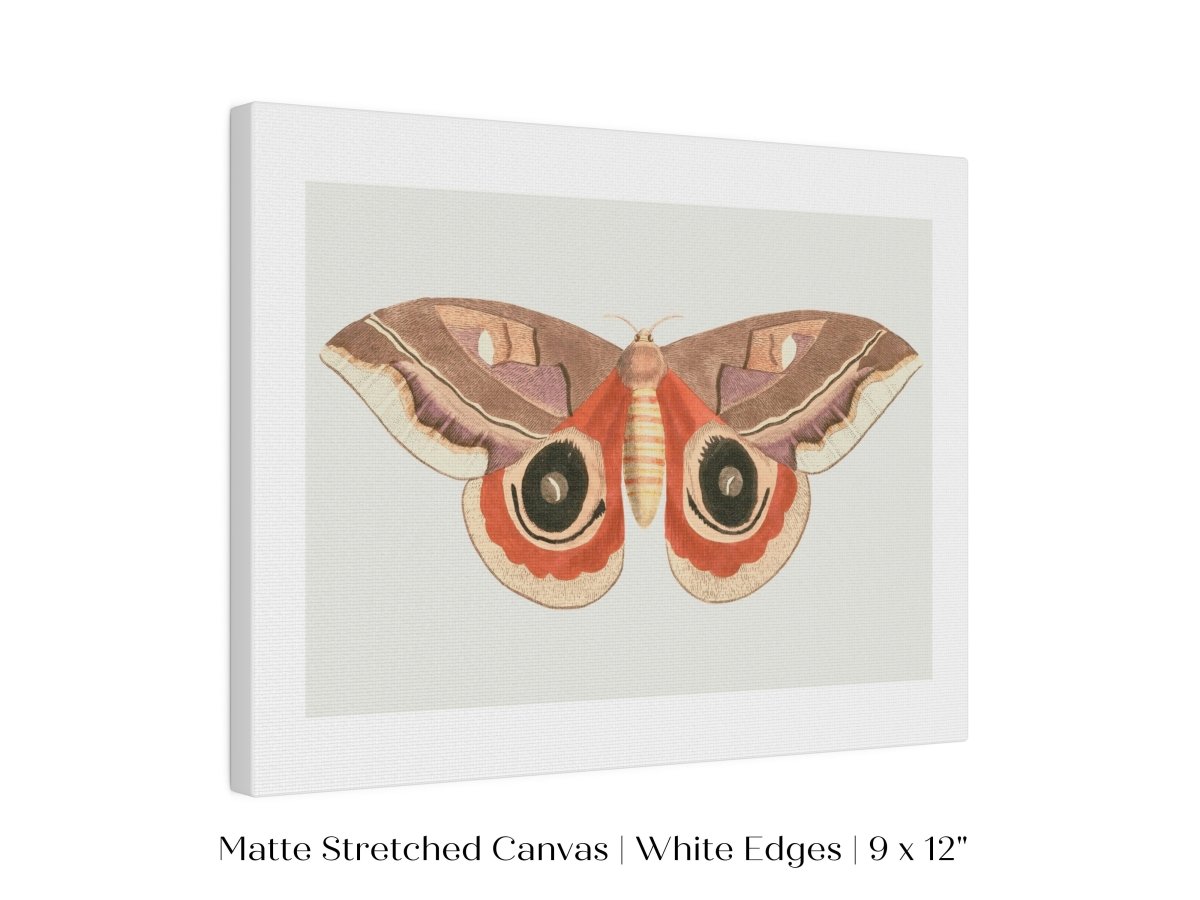 Moth Illustration | P80 - Single Art Prints - Piccolo Fiore Prints