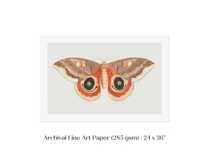 Moth Illustration | P80 - Single Art Prints - Piccolo Fiore Prints