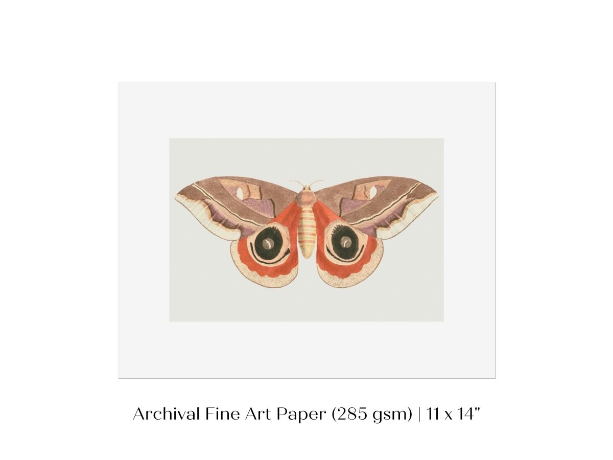 Moth Illustration | P80 - Single Art Prints - Piccolo Fiore Prints