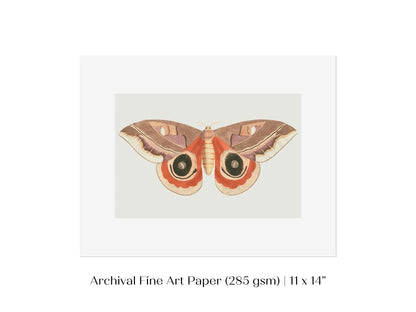 Moth Illustration | P80 - Single Art Prints - Piccolo Fiore Prints