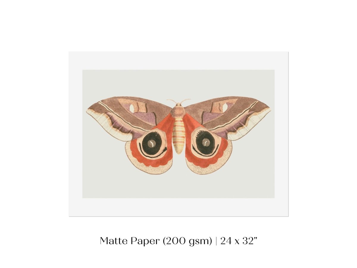 Moth Illustration | P80 - Single Art Prints - Piccolo Fiore Prints