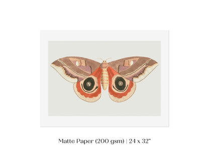 Moth Illustration | P80 - Single Art Prints - Piccolo Fiore Prints