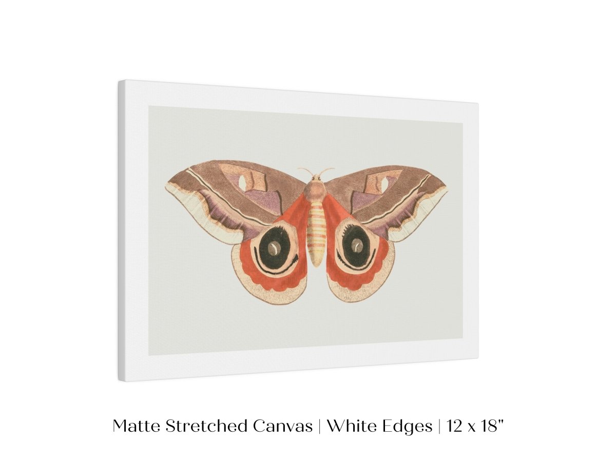 Moth Illustration | P80 - Single Art Prints - Piccolo Fiore Prints