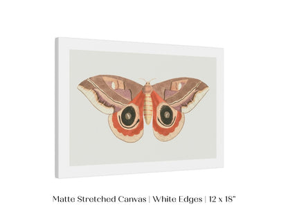 Moth Illustration | P80 - Single Art Prints - Piccolo Fiore Prints