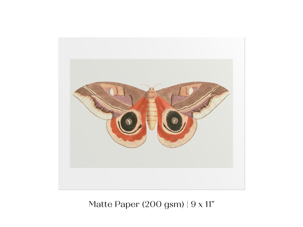 Moth Illustration | P80 - Single Art Prints - Piccolo Fiore Prints