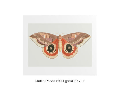 Moth Illustration | P80 - Single Art Prints - Piccolo Fiore Prints
