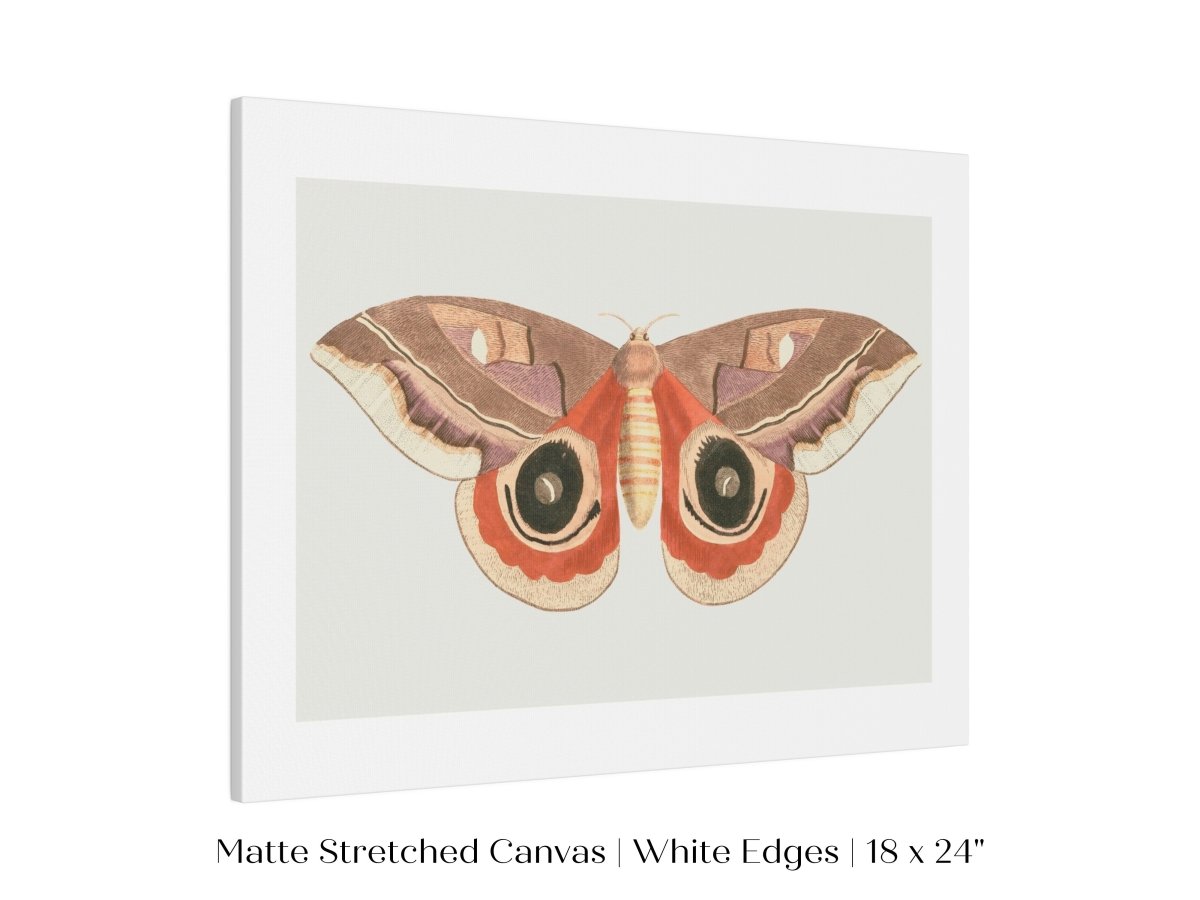 Moth Illustration | P80 - Single Art Prints - Piccolo Fiore Prints