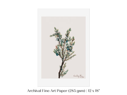 Mountain Juniper | P200 - Single Art Prints - Piccolo Fiore Prints
