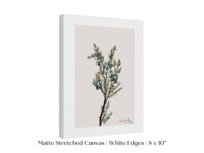 Mountain Juniper | P200 - Single Art Prints - Piccolo Fiore Prints