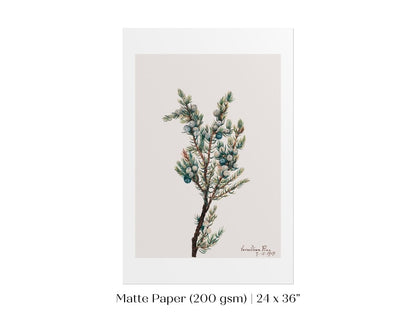 Mountain Juniper | P200 - Single Art Prints - Piccolo Fiore Prints