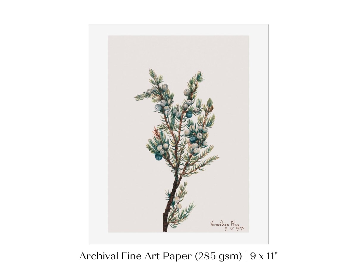 Mountain Juniper | P200 - Single Art Prints - Piccolo Fiore Prints