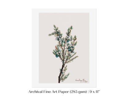 Mountain Juniper | P200 - Single Art Prints - Piccolo Fiore Prints