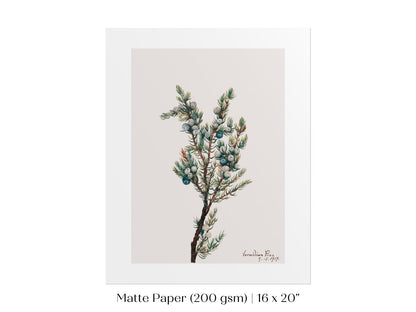Mountain Juniper | P200 - Single Art Prints - Piccolo Fiore Prints