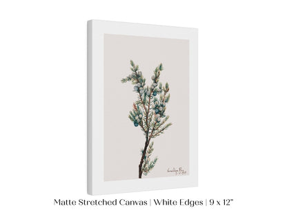 Mountain Juniper | P200 - Single Art Prints - Piccolo Fiore Prints