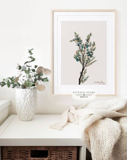 Mountain Juniper | P200 - Single Art Prints - Piccolo Fiore Prints