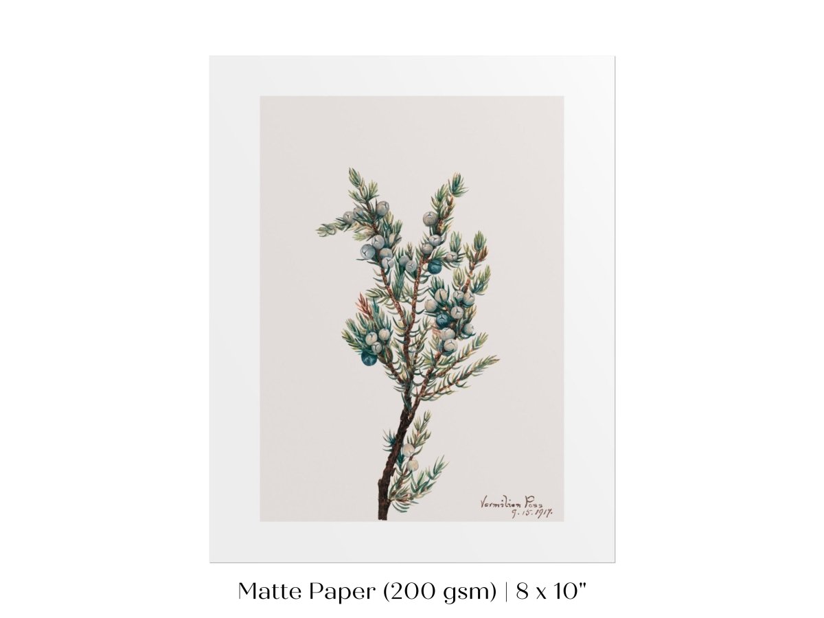 Mountain Juniper | P200 - Single Art Prints - Piccolo Fiore Prints