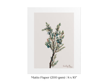 Mountain Juniper | P200 - Single Art Prints - Piccolo Fiore Prints