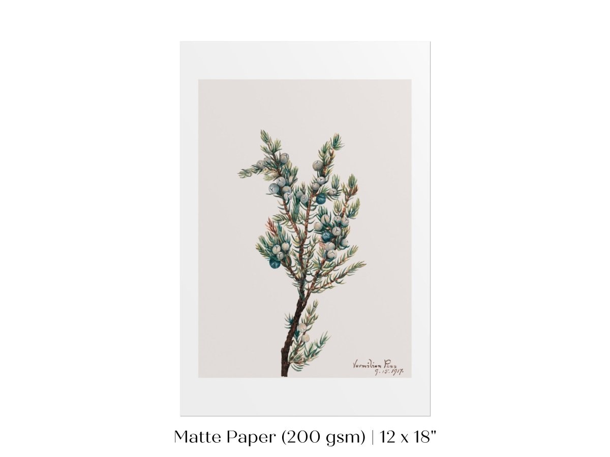 Mountain Juniper | P200 - Single Art Prints - Piccolo Fiore Prints