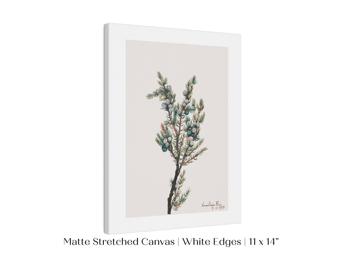 Mountain Juniper | P200 - Single Art Prints - Piccolo Fiore Prints