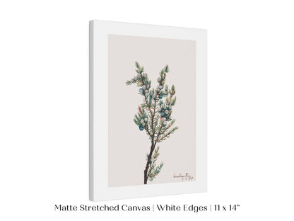 Mountain Juniper | P200 - Single Art Prints - Piccolo Fiore Prints