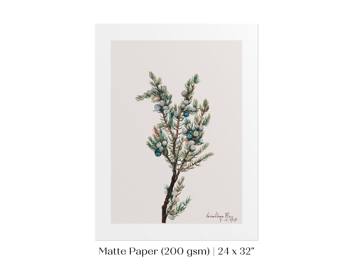 Mountain Juniper | P200 - Single Art Prints - Piccolo Fiore Prints