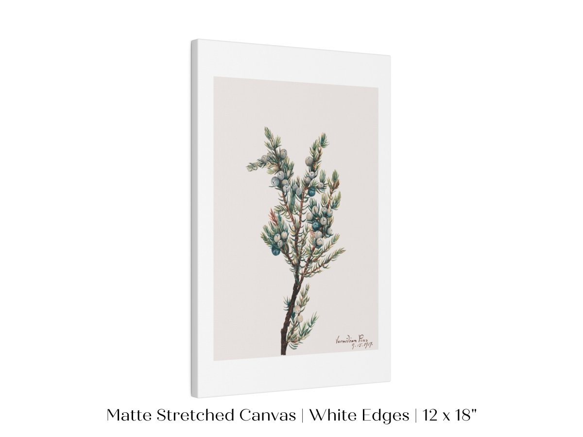 Mountain Juniper | P200 - Single Art Prints - Piccolo Fiore Prints