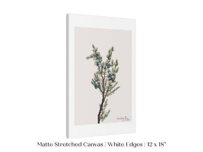 Mountain Juniper | P200 - Single Art Prints - Piccolo Fiore Prints