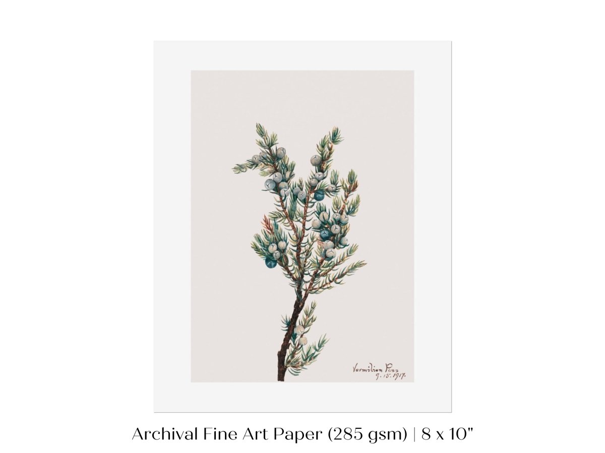 Mountain Juniper | P200 - Single Art Prints - Piccolo Fiore Prints