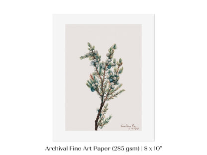 Mountain Juniper | P200 - Single Art Prints - Piccolo Fiore Prints
