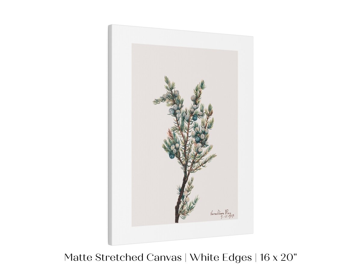 Mountain Juniper | P200 - Single Art Prints - Piccolo Fiore Prints