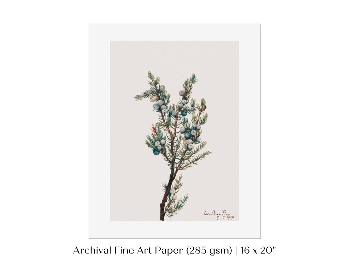 Mountain Juniper | P200 - Single Art Prints - Piccolo Fiore Prints