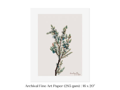 Mountain Juniper | P200 - Single Art Prints - Piccolo Fiore Prints