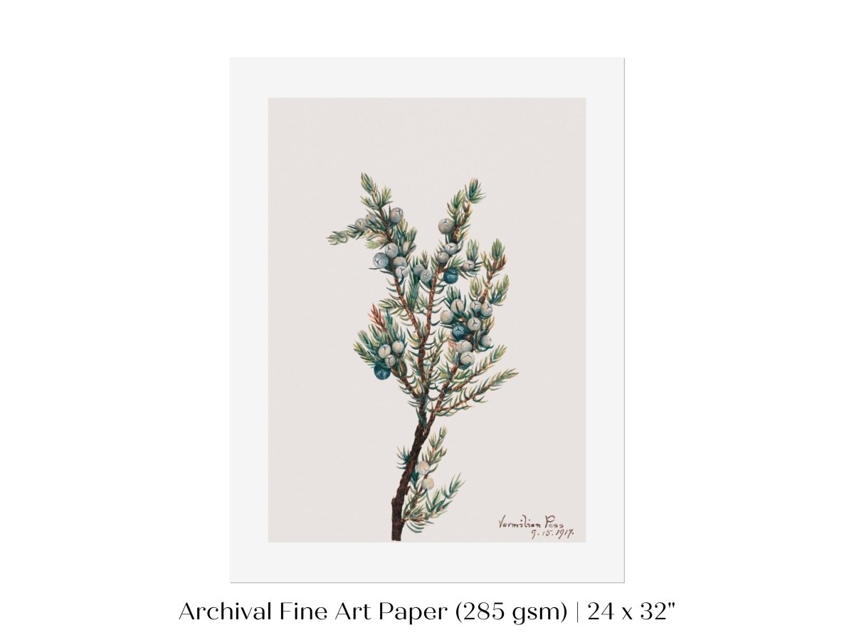 Mountain Juniper | P200 - Single Art Prints - Piccolo Fiore Prints