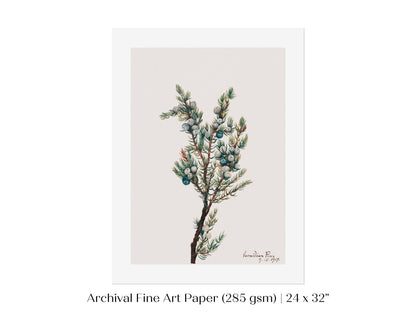 Mountain Juniper | P200 - Single Art Prints - Piccolo Fiore Prints