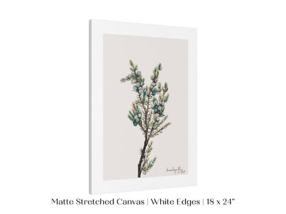 Mountain Juniper | P200 - Single Art Prints - Piccolo Fiore Prints