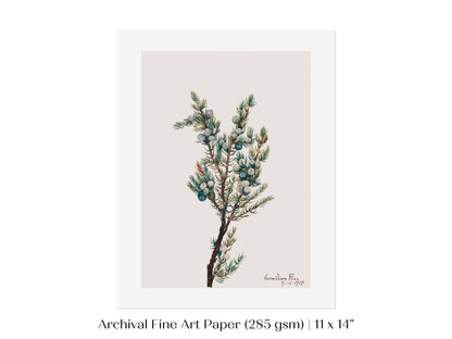 Mountain Juniper | P200 - Single Art Prints - Piccolo Fiore Prints